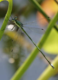 Elegant Spreadwing